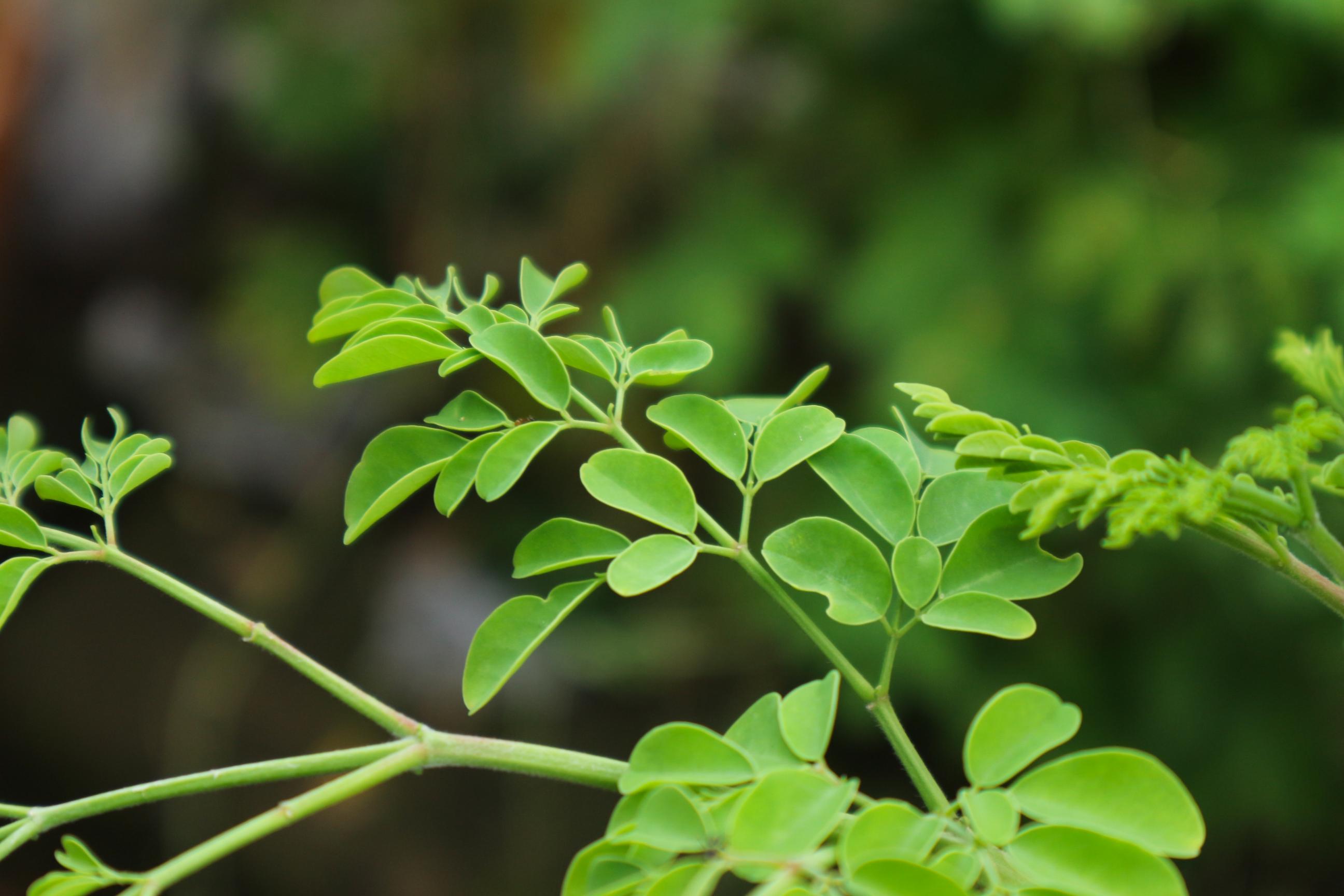 Medicinal Benefits of Using Moringa Powder
