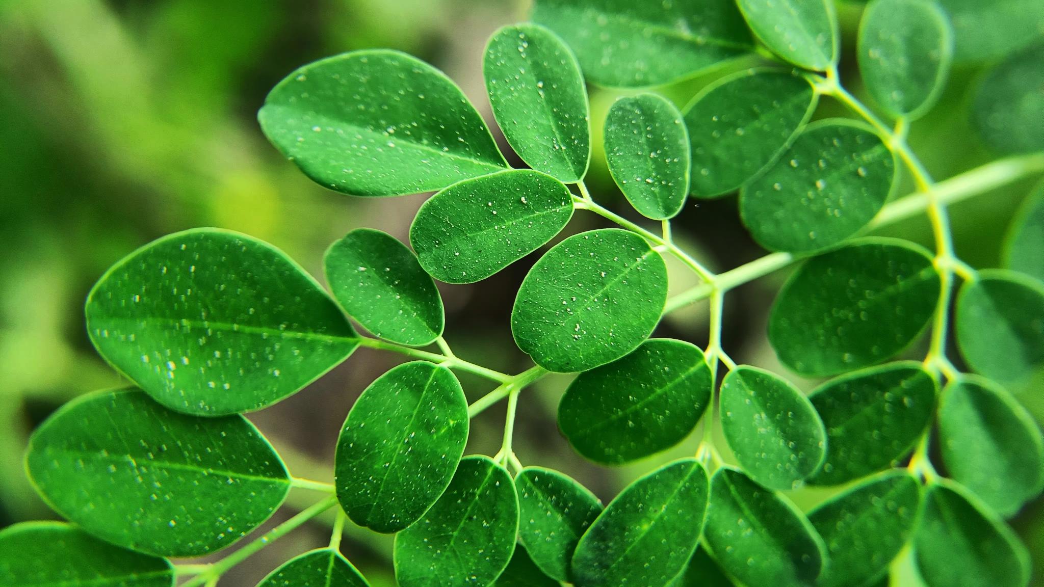 Moringa Oil and Eczema